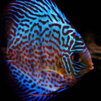 Discus Cichlid Fish
