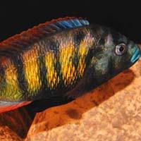 Malawi Cichlid Fish