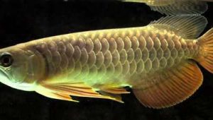 Qian Hu Red Tail Golden Arowana Fish