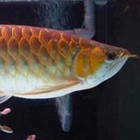 Red Tail Golden Arowana Fish
