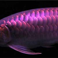 Violet Fusion Super Red Arowana Fish
