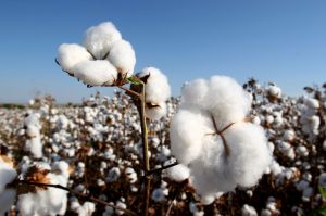 Cotton