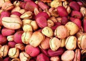 Bitter Kola Nuts