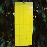 yellow sticky traps