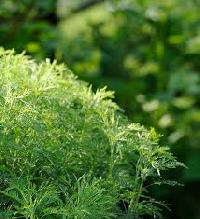 Artemisia Vestita Oil