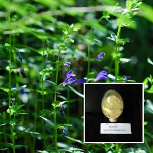 Baical Skullcap Root Extract, Packaging Type : yellow, Form : powder