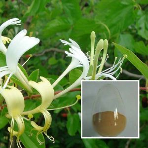 Honeysuckle Flower Extracts, Packaging Type : 25kg/drum