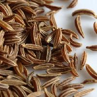 Caraway Seeds Oil, Carum carvi