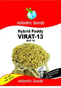 Virat-13 Hybrid Paddy Seeds