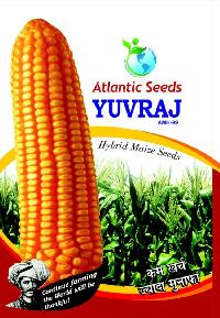 Yuvraj Hybrid Yellow Maize Seeds
