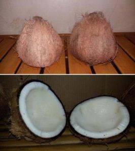 fresh coconut,  Texture : Hard