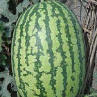 hybrid watermelon seeds