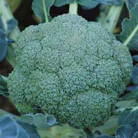 Hybrid Broccoli Seeds