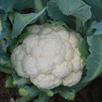 Hybrid Cauliflower Seeds