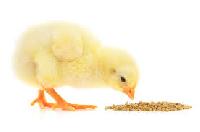 Maize Broiler Chicks, Grade Standard : Feed Grade