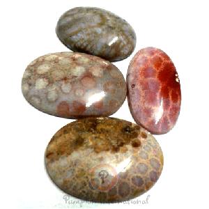 Fossil Coral Cabochons