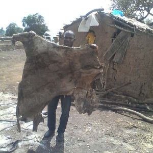 Salted Donkey Skin Hides Salted Donkey Skin Hides