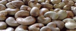 cashew nuts for Food