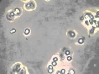 Azotobacter