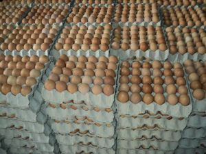 Eggs,  Packaging Size : 30 eggs