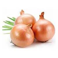 fresh onion