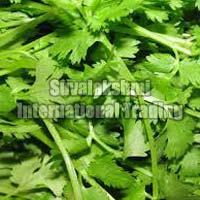 fresh coriander leaves