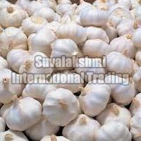 fresh garlic