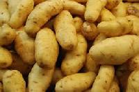 Fresh primium quality potato