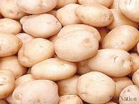 High quality fresh potato