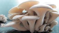 oyester mushroom spawn
