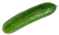 fresh cucumber