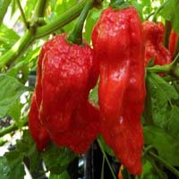 King Red Chilli