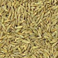 Cumin Seeds 05