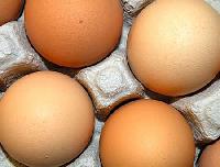 Brown Shell Poultry Eggs
