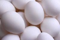 White Shell Poultry Eggs