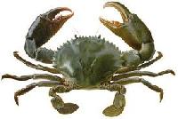 Crab