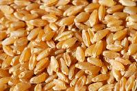 durum wheat
