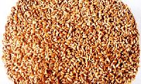 red winter wheat