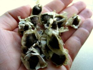 moringa seeds,  Packaging Size : 25Kg