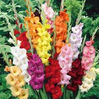 Fresh Gladiolus Flowers