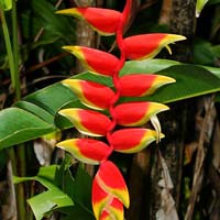 Fresh Hanging Heliconia Flowers
