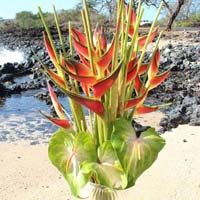 Fresh Standing Heliconia Flowers