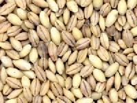 grains seeds