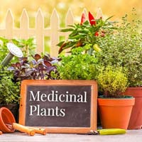 Medicinal Plants