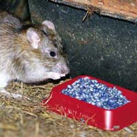 Odorless Rodenticides