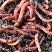 organic vermicompost