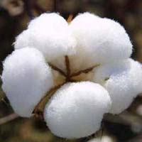 raw cotton