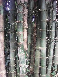 Big Bamboo Poles