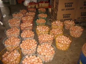 Fresh White and Brown Chicken Eggs