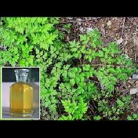 Artemisia oil